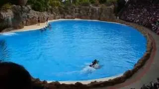 Loro Parque Dolphin Show (1080p HD)