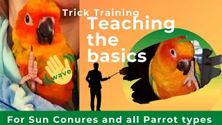 SIMPLE TRICK TRAINING | TEACHING MY SUN CONURE TO WAVE