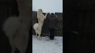 Юмор,смех,топ видео.Подписываемся взаимно,ставим лайки.Вот как надо встречать хозяина