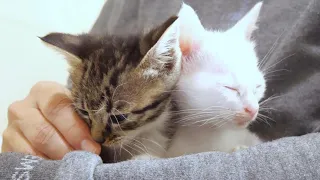 The kittens being held by their mom look like real sisters [protected cats]