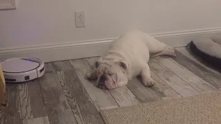 English bulldog vs robotic vacuum