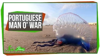 Portuguese Man o' War: An Organism Made of Organisms?