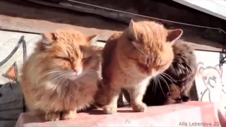 Смешные коты и кошки  Приколы с кошками и котятами Видео 2016 года СМЕШНО ДО СЛЁЗ 2