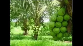 El cultivo del Coco enano