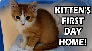 Adopting A Kitten | Cat's First Days Home!