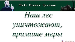 Шейх Хамзат Чумаков / Наш лес уничтожают, примите меры!!! Обращение к чиновникам.