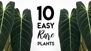 Top 10 Easy Rare Houseplants! (In-Depth)