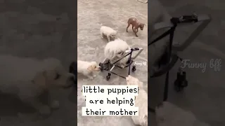 Poor stray dogs rescue🥹Mom dog is injured but still struggling to find food for her puppies❤️#dog