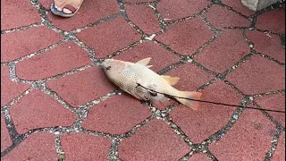 Bedok Jetty, queenfish and big snapper, I got wolf-herring and Spanish mackerel