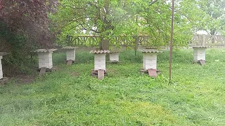 Можно работать на количество пчел в ульях,а можно работать на качество этих самых пчел.