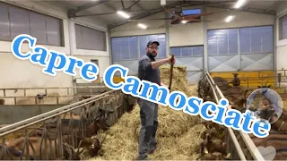 Società Agricola Roasenda f.lli.Capre Camosciate e trasformazione latte Polonghera☎️3494764472