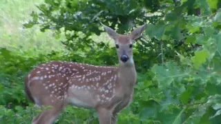 Found baby deer fawns in hiding place.  Mom out on her own 7-08-2016