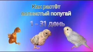 Как растёт птенец волнистого попугая от 1 до 31 дня.