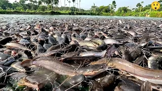 Hybrid magur Fish farming business part 2 | Catfish farming