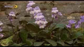 БЕЗСМЪРТНОТО ЦВЕТЕ - документален филм за Haberlea Rhodopensis, родопския силивряк