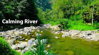 The best Birdsong in the Forest, Beautiful Babbling Brook, Peaceful Nature Sounds, ASMR