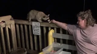 Saturday Night with Baby Raccoons
