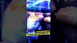 3 Pakan Rekomendasi Ikan Mas Koki Bikin Cepat Besar #goldfish #ikankoki #pakanikan