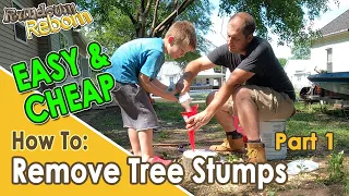 DIY: Easiest And Cheapest TREE STUMP REMOVAL - Using Epsom Salt