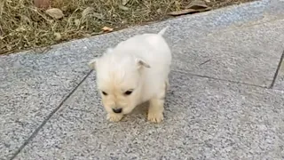 Just 3 weeks old, the puppy trembled as he crawled on the sidewalk looking for help