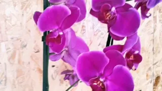 Орхидея Жемчужина Императора