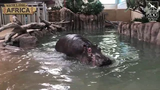 Hippos Return to Cheyenne Mountain Zoo!