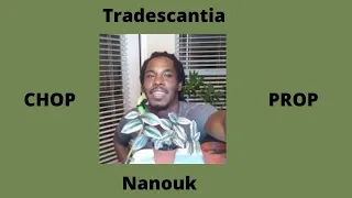 Tradescantia Nanouk Chop, Prop and Re-pot