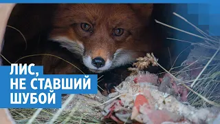 В Красноярске живет лис, спасенный со зверофермы | NGS24.ru