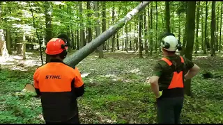 Praca klinami - kurs Instruktorów ścinki drzew 07-12.06.2021 SIOMOL www.drwaledukacja.pl