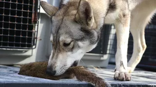 Squirrel Hunt with West Siberian Laikas.