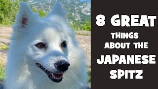 What is so great about the japanese spitz?