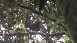 Borneo   Danum Valley   Borneo Rainforest Lodge #6 Orangutan   14 May 2017