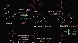 Стадии гликолиза (видео 6) | Клеточное дыхание| Биология