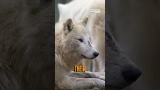Wolves of Chernobyl