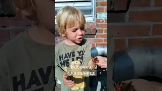 Бабочка крапивница. Butterfly urticaria