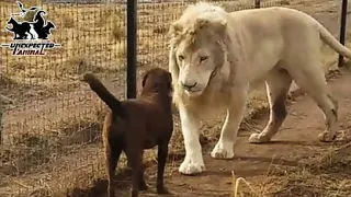 Reunited With Mother Dog Years Later,The Lion’s Reaction Will Melt Your Heart...