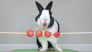 Rabbit eating watermelon balls ASMR