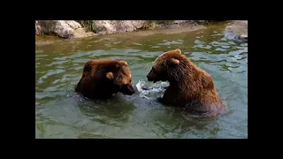 Best Funny Animal Videos Of The 2022 🤣 - Funny Farm And Wild Animals Videos 🐴🐻#shorts#