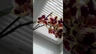 Домашнее цветение орхидеи