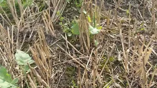 Geht nicht, gibt's nicht: Raps-Direktsaat mit der Amazone D9 (No-Till)