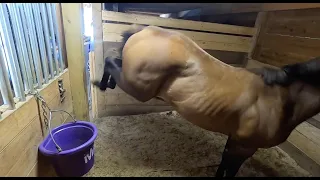 Problem Horse | Food Aggression