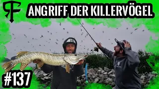 KILLERVÖGEL greifen Angler an!!! - RICHTIG driften mit dem Matze Koch Shad!