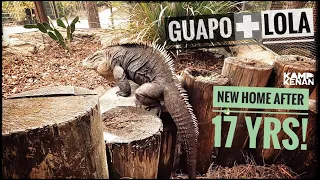 NEW Cuban Iguanas Home (Retrofit of Slinky's Old Place!)