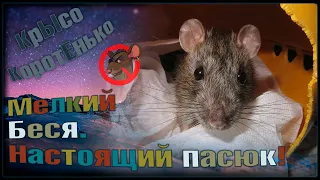 Самый правильный пасюк, Беся! 😋 Я сломал крысу... 🐭 (Wild Rats | Дикие Крысы) 🐭