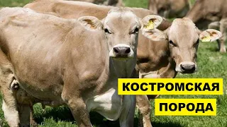 Разведение Костромской породы коров как бизнес идея | КРС | Костромская корова