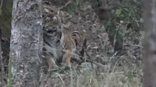 Encounter with male tiger "Handsome" 29th Jan 2018 5:45 PM. #Pench#Khursapar#sighting