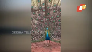 Peacock Opening Feathers | Impressive Peacock Feather Display