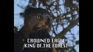 Crowned Eagle - The "King of the Forest"