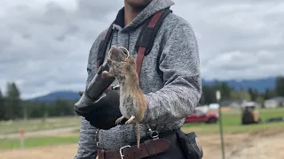 Simple Way To Trap Gophers / DIY Pest Control