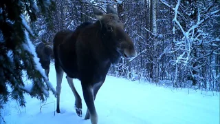 Лосиха с лосятами